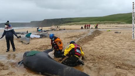 More than 50 pilot whales die after mass stranding on Scottish island