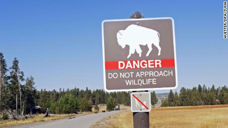 A bison gores a woman near lakeside cabins in Yellowstone National Park, seriously injuring her