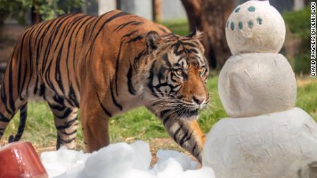 Female Sumatran tiger Joanne inspects a paper mâché snowman surrounded by snow and a bloodsicle on July 11.
