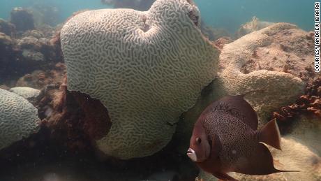 Florida ocean temps surge to 100 degrees as mass coral bleaching event is found in some reefs