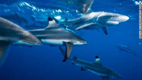 Unprecedented ocean heat is changing the way sharks eat, breathe and behave