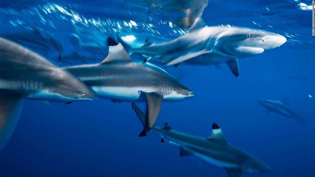 NextImg:Unprecedented ocean heat is changing the way sharks eat, breathe and behave