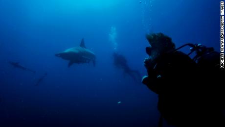 Divers from the Blue Ocean Dive Resort swim with black-tip sharks and other fishes during a baited shark dive in Umkomaas near Durban, South Africa, on December 10, 2020. 