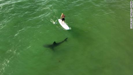 Americans are spotting more sharks in the water. Here&#39;s why that&#39;s a good thing
