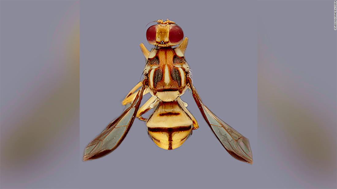 tau-fruit-fly-quarantine-stevenson-ranch-79-square-miles-of-la-county