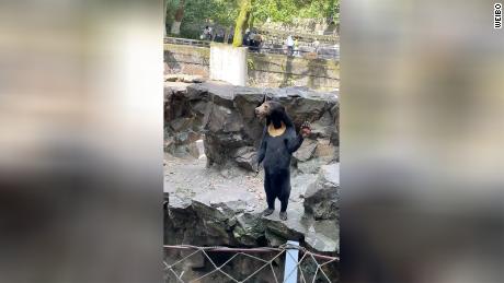 Chinese zoo denies its sun bears are people in costume