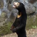 Zoológico de China niega que sus osos malayos sean personas disfrazadas - CNN  Video