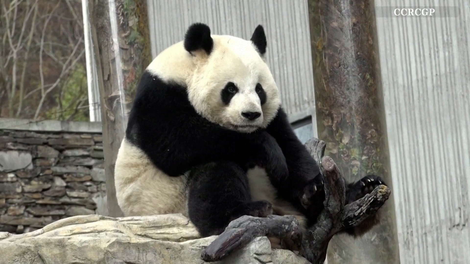 Insólito video: un oso panda fue filmado mientras tenía hipo en