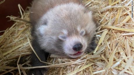 One of the baby red pandas is shown with their eyes closed at Whipsnade Zoo in England.