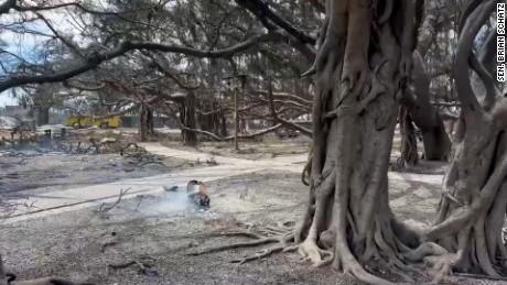 Lahaina&#39;s historic 150-year-old banyan tree was badly scorched by wildfires, but it&#39;s still standing