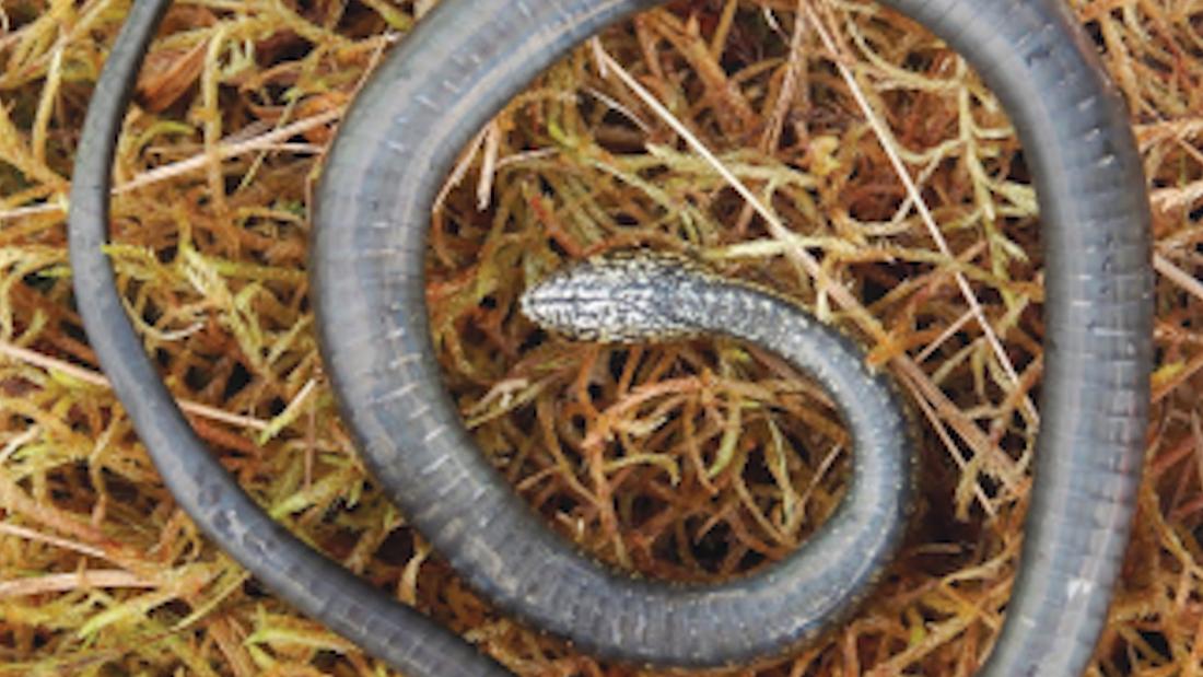 Por Qu Una Nueva Especie Peruana De Serpiente Fue Nombrada Harrison Ford Cnn Video