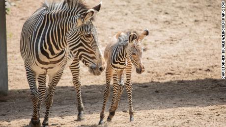 An unnamed female zebra foal was born weighing 105 pounds at Chicago&#39;s Lincoln Park Zoo.