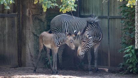 The foal is Adia&#39;s fifth offspring, zoo officials said.