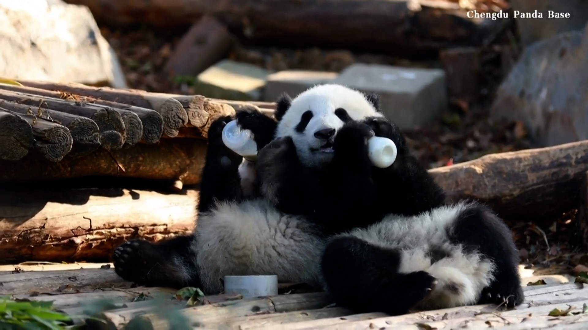 China muestra al mundo su mejor cara: 13 bebés de oso panda