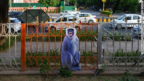 Langur cutouts placed to scare off macaques in view of a G20 Summit venue on August 29 in New Delhi.