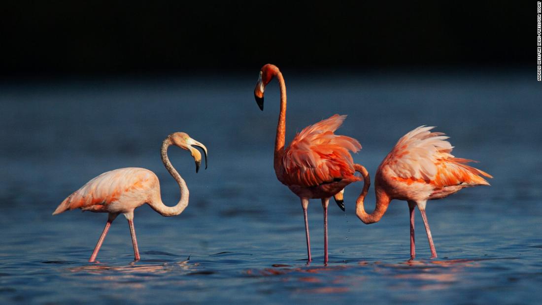 Hurricane Idalia brought flamingos to Florida, the eastern US and even Ohio. Scientists hope they will stay