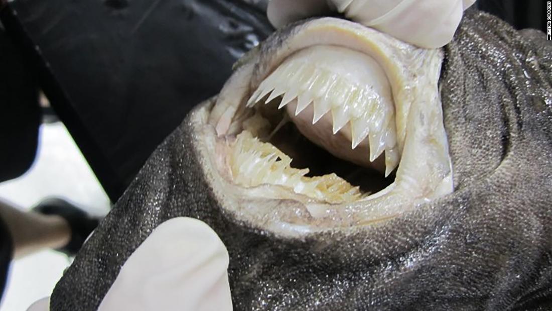 These small cookiecutter sharks sank an inflatable catamaran and sparked a dramatic rescue