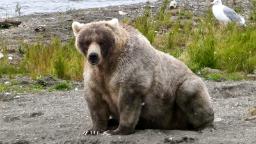 La majorité des parcs nationaux fermeront et la semaine annuelle du gros ours sera annulée si le gouvernement ferme ses portes