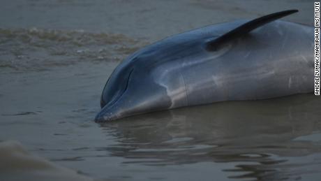 More than 100 dolphins dead in Amazon as water hits 102 degrees Fahrenheit