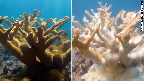 Extreme heat might have been the &#39;nail in the coffin&#39; for these critical Florida coral
