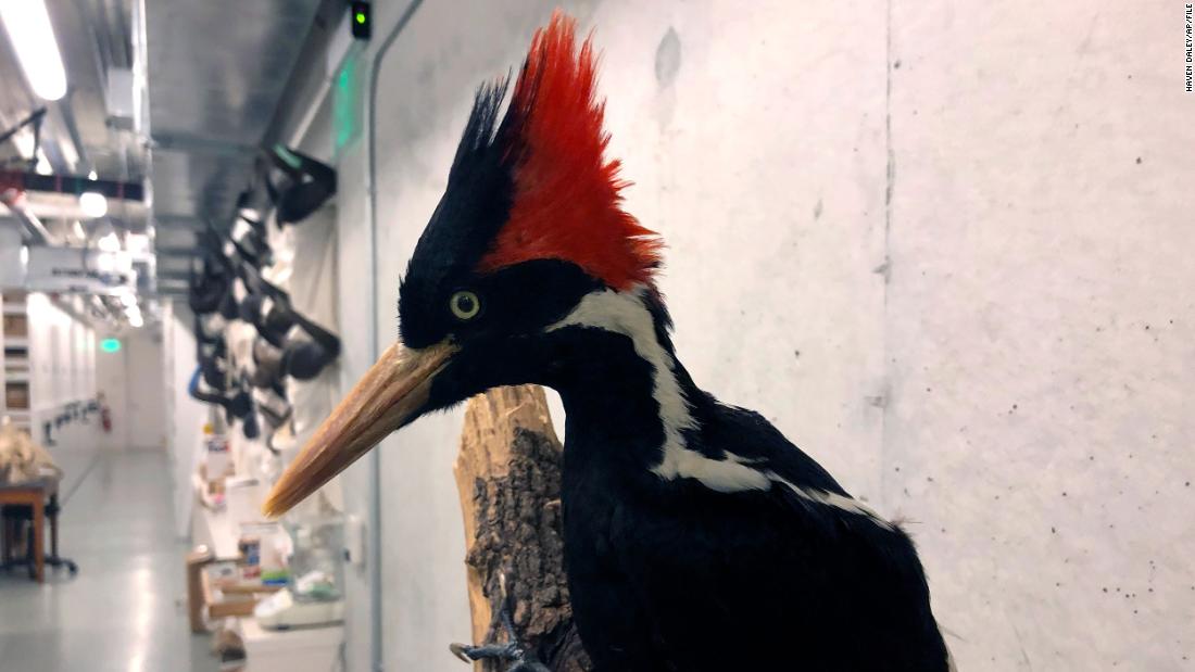 The ivory-billed woodpecker will not be listed as extinct — for now CNN.com – RSS Channel