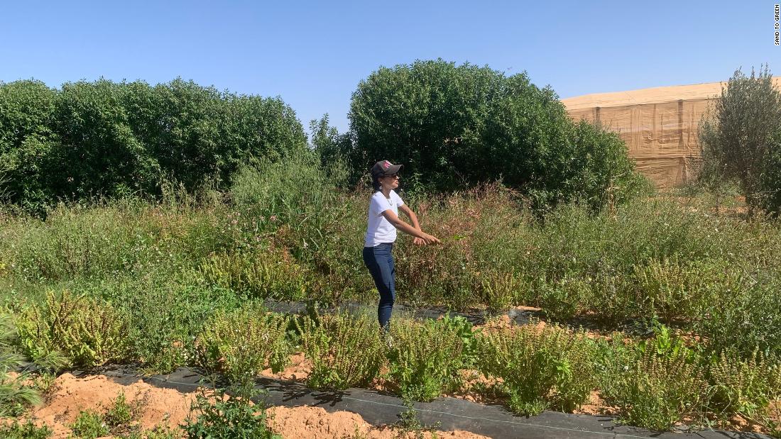 This Moroccan startup is growing crops in the desert CNN.com – RSS Channel