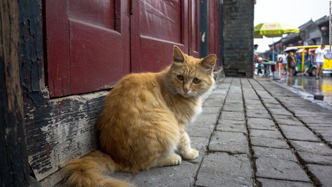 1,000 cats rescued in China from being slaughtered and sold as pork, mutton CNN.com – RSS Channel
