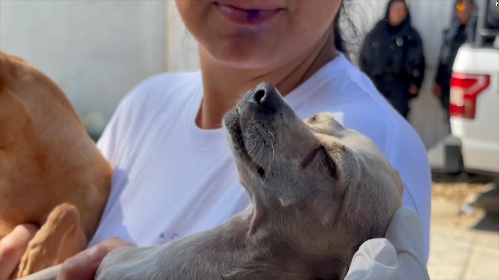 Perros rescatados por huracán Otis son trasladados a la CDMX