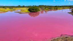 231110134506 kealia pond pink 110823 hp video Why has this pond In Hawaii turned this color?