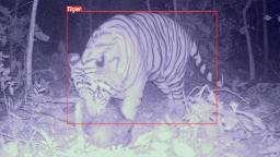 231113125210 trailguard ai images video card hp video Using AI to safeguard India's growing tiger population