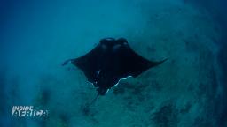 231113160833 manta rays inside africa hp video 'Queen of the Mantas' offers a ray of hope for this majestic sea creature