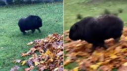 231115122920 baby musk ox split moos thumb vpx hp video Watch: You'll fall for this baby musk ox that fell for fall foliage