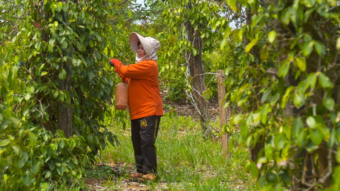 Nurhasiya, a farmer in Loeha, picks pepper berries from her plantation in the village of Loeha in East Luwu, Sulawesi.