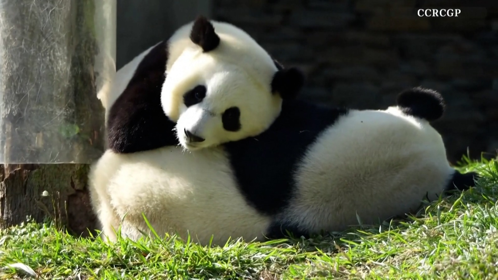 El apasionado momento en el que un bebé panda vuelve a abrazar a