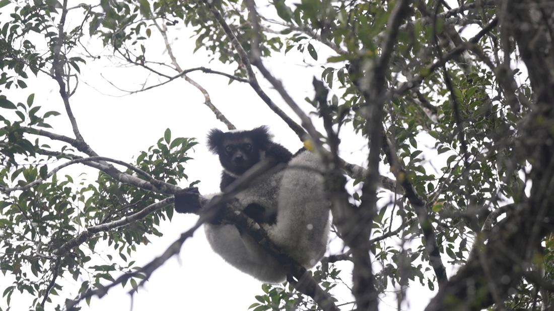Meet the man dedicated to saving Madagascar's lemurs