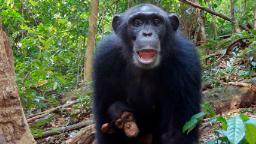 240201095710 chimpanzee sanctuary mckenzie vpx 8 hp video Video: How this chimpanzee sanctuary in Sierra Leone is fighting back to preserve their habitat