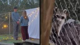 240201121557 raccoon marriage proposal 1 hp video Video: Raccoon's cameo sends marriage proposal video off the rails