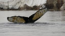 240202123201 whale tail whole story hp video Watch: CNN reporter explains why 'whale poo has massive value'