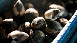 240216133206 hokkaido tomakomai clams hp video Discover why these clams taste best in winter