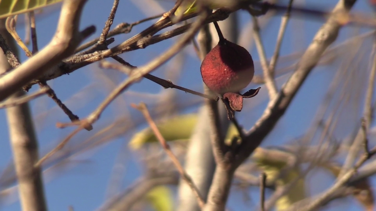 Intensa Sequía Pone En Jaque A Productores De Guayaba En México Cnn Video 4365