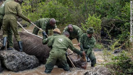 Wildlife veterinaries and members of the capture team from the Kenya Wildlife Service (KWS) try to take a sedated rhino out of the water for safety during a capture and translocation operation of rhinos in Nairobi National Park on January 16, 2024. Plans to translocate 21 rhinos to Loisaba Conservancy in Northern Kenya officially started on January 16, 2024. The animals will be moved from various congested conservancies to control population and poaching, but the operation had an unsuccessful start due to technical reasons and had to be postponed. After completion, this operation will be one of the largest translocation of rhinos in Kenya&#39;s history. (Photo by LUIS TATO / AFP) (Photo by LUIS TATO/AFP via Getty Images)