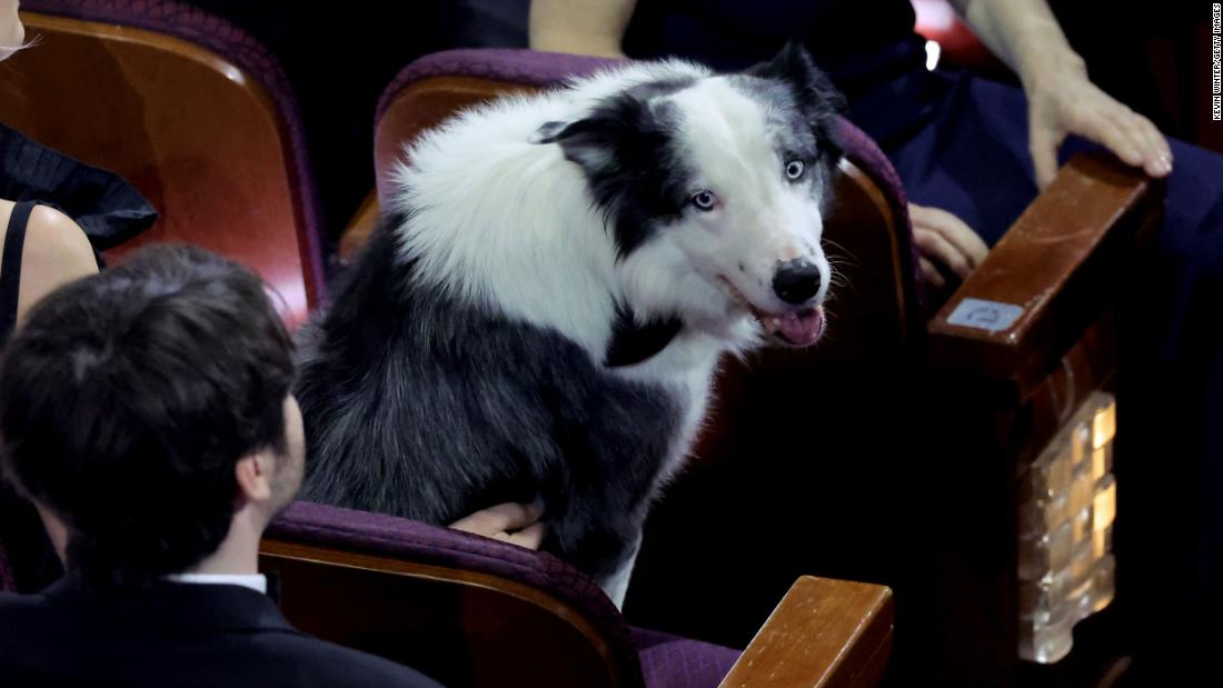 Messi the dog, one of the stars of &quot;Anatomy of a Fall,&quot; attends the show.