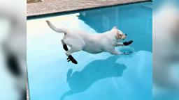 240321104536 bad dog in pool 3 hp video Disobedient dog in a swimming pool becomes internet star