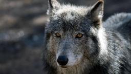 240327163023 colorado gray wolf hp video This apex predator is stirring up a culture war in Colorado