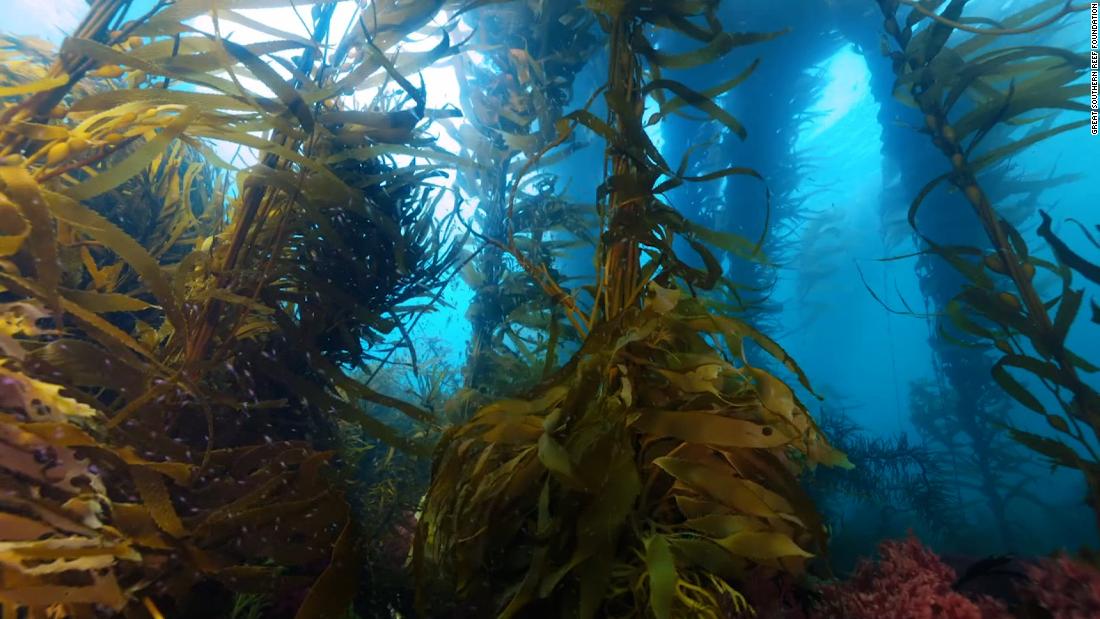 Mapping Australia's kelp forests with AI