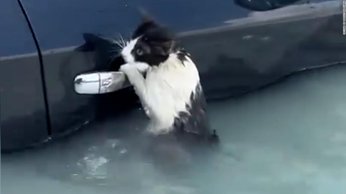 El tierno rescate de un pequeño gato atrapado en las inundaciones en ...