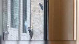 240424090823 woodpecker pecks doorbell 2 hp video See what animal wouldn’t stop ringing someone’s doorbell