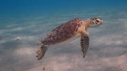 240430094208 sea turtle card hp video Protecting sea turtles in the Caribbean
