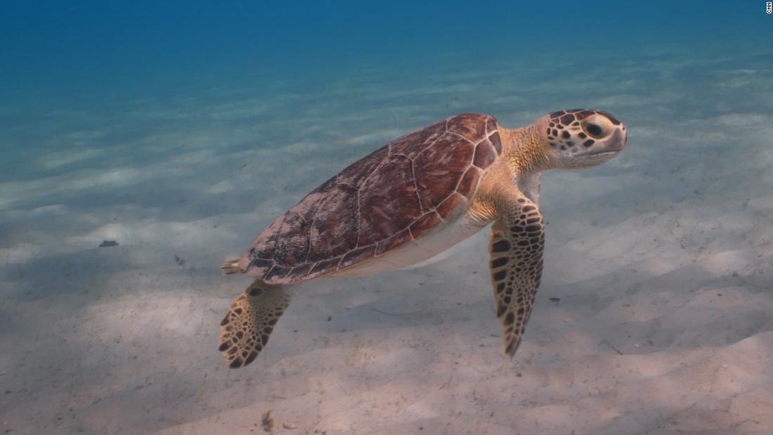 Protecting sea turtles in the Caribbean