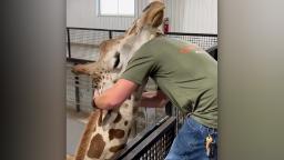 240430123240 giraffe gets chiropractic 1 hp video Chiropractor thrilled to adjust ‘largest neck in the world’